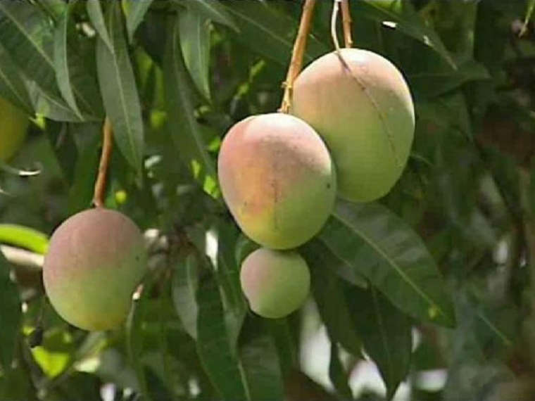 Mango Nature Nursery Central India's Biggest Nursery in Indore