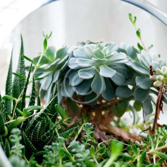 Terrarium Planter Table Runner