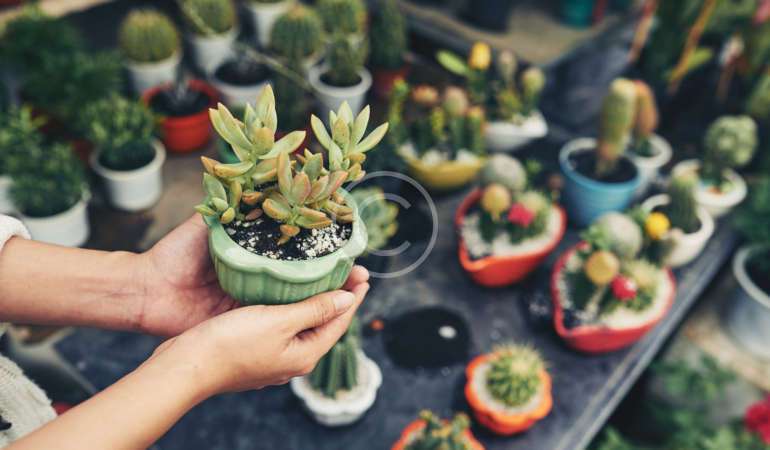 Are Your Houseplants Happy?