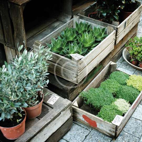 Holiday Gifts for Indoor Gardeners