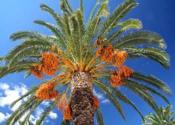 Khajur tree cheap