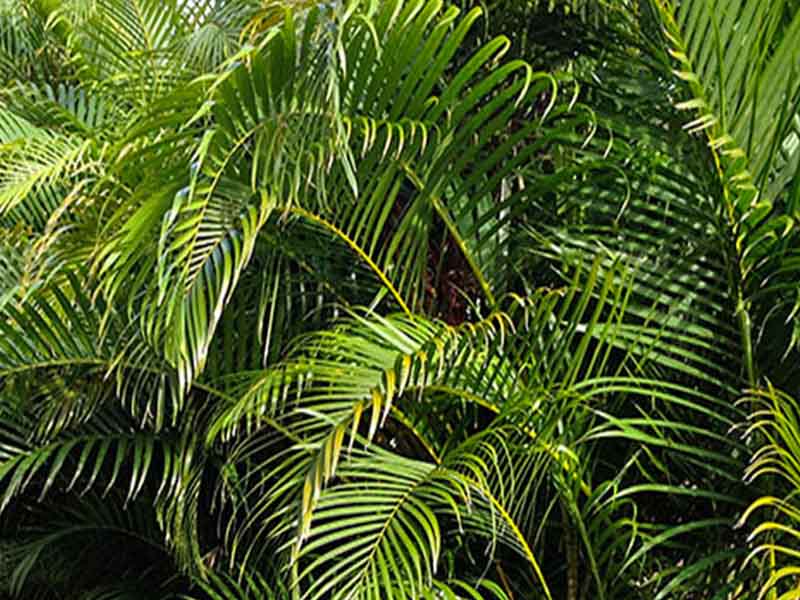 Areca - Nature Nursery - Central India's Biggest Nursery in Indore
