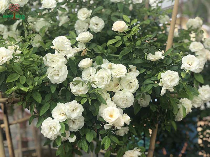Image of Rose summer plant