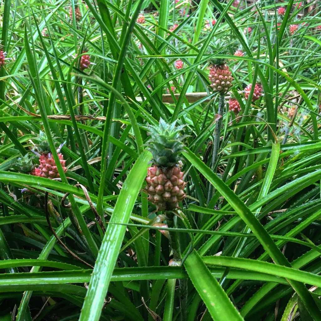 Ornamental Pineapple Nature Nursery Central India�s