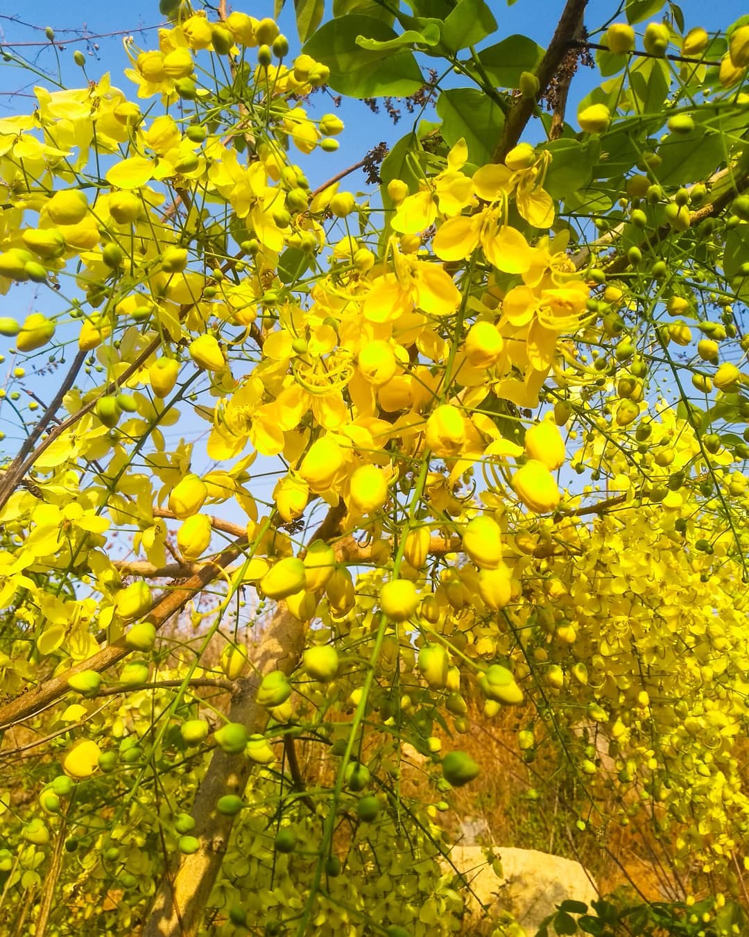 Amaltas tree sales
