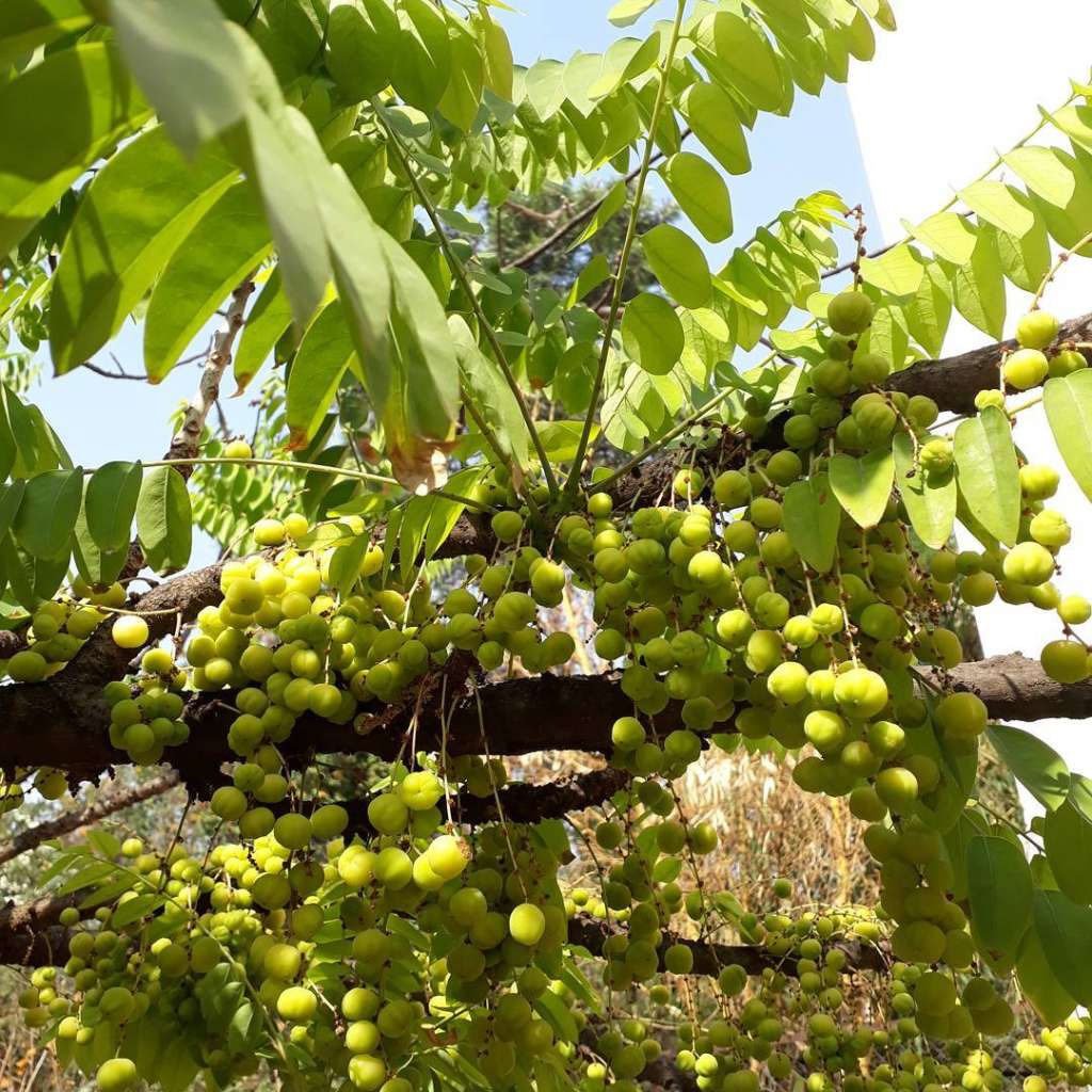 Amla nature nursery central india s biggest nursery in indore