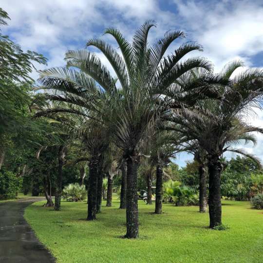 Dypsis decaryi/Triangle Palm Nature Nursery Central India's Biggest — free download
