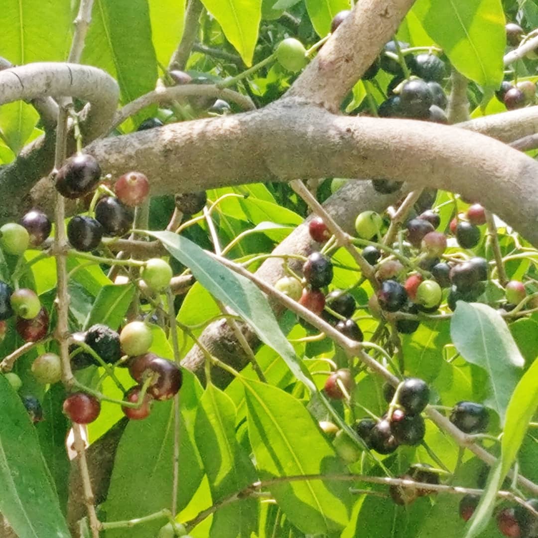 JAMUN TREE Nature Nursery Central India s Biggest Nursery in