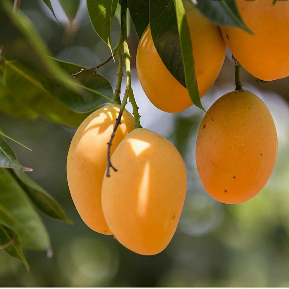 MANGO TREE - Nature Nursery - Central India's Biggest Nursery in ...