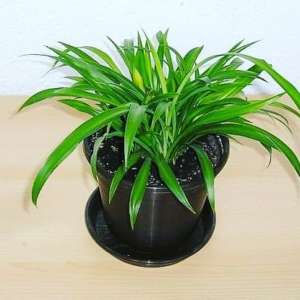 Spider Plant (Chlorophytum) - Nature Nursery - Central India's Biggest