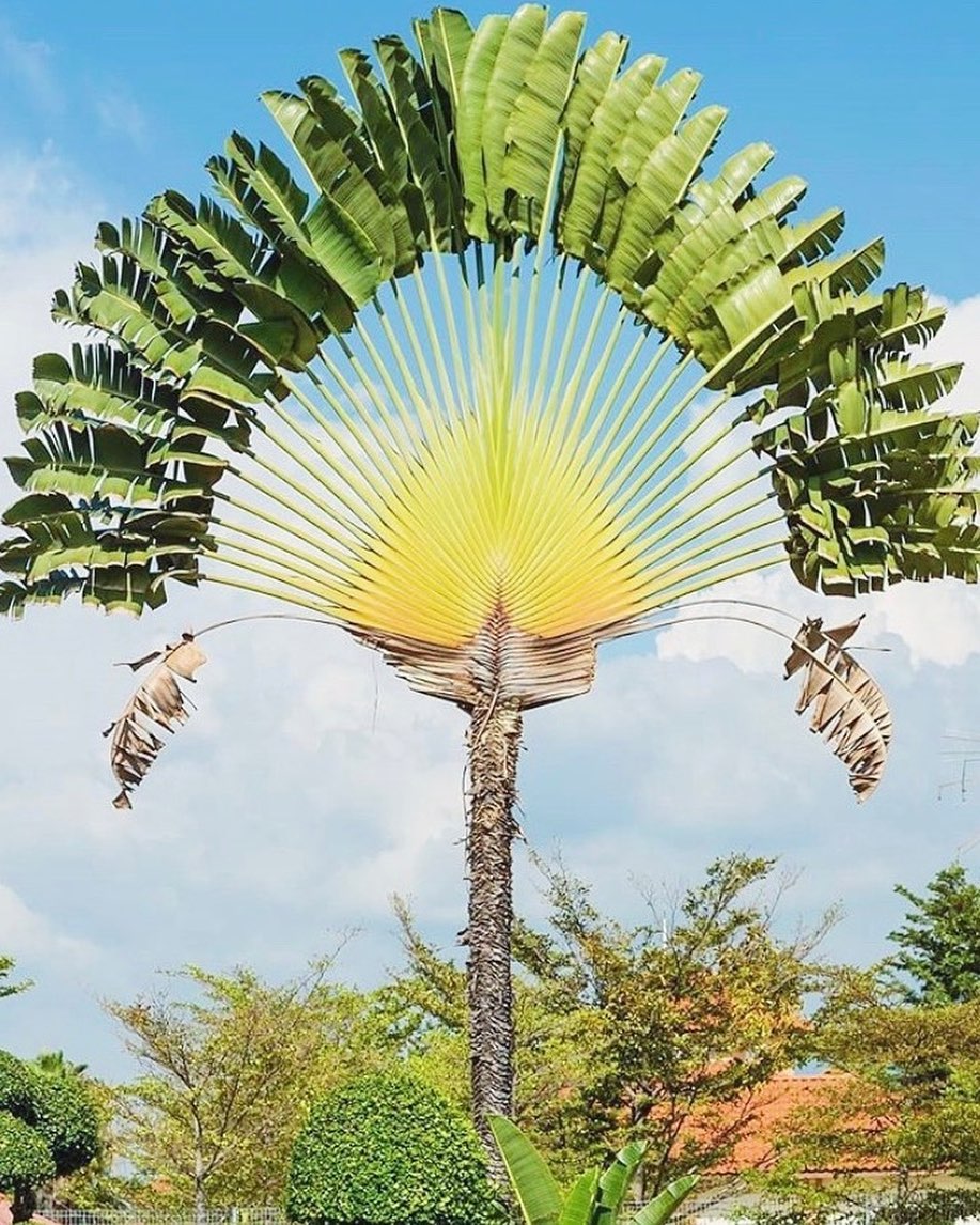 traveller palm plant