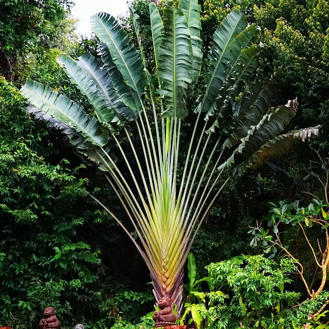 evergreen tropical travellers palm