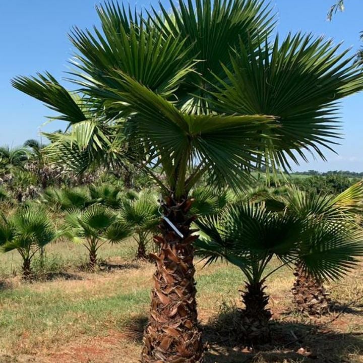 Washingtonia filifera palm - Nature Nursery - Central India's Biggest